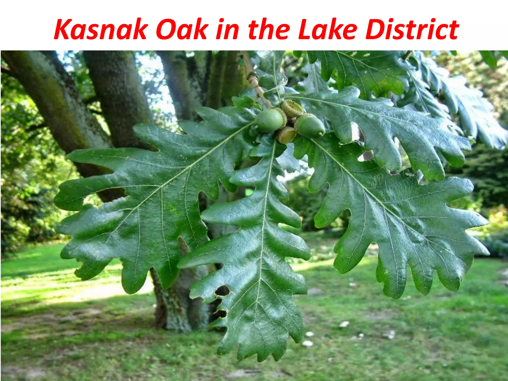 Kasnak Oak in the Lake District
 