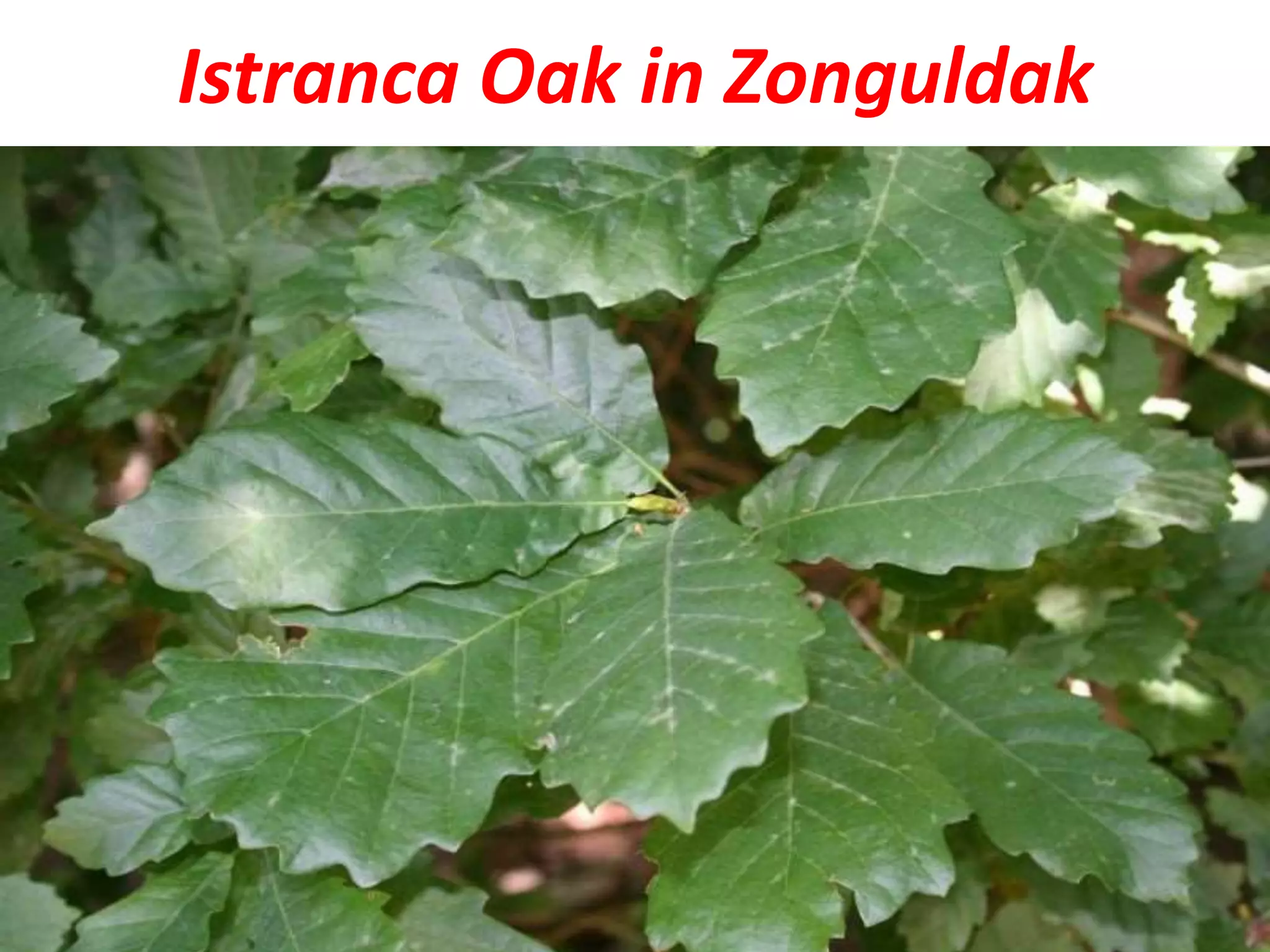 Istranca Oak in Zonguldak
 