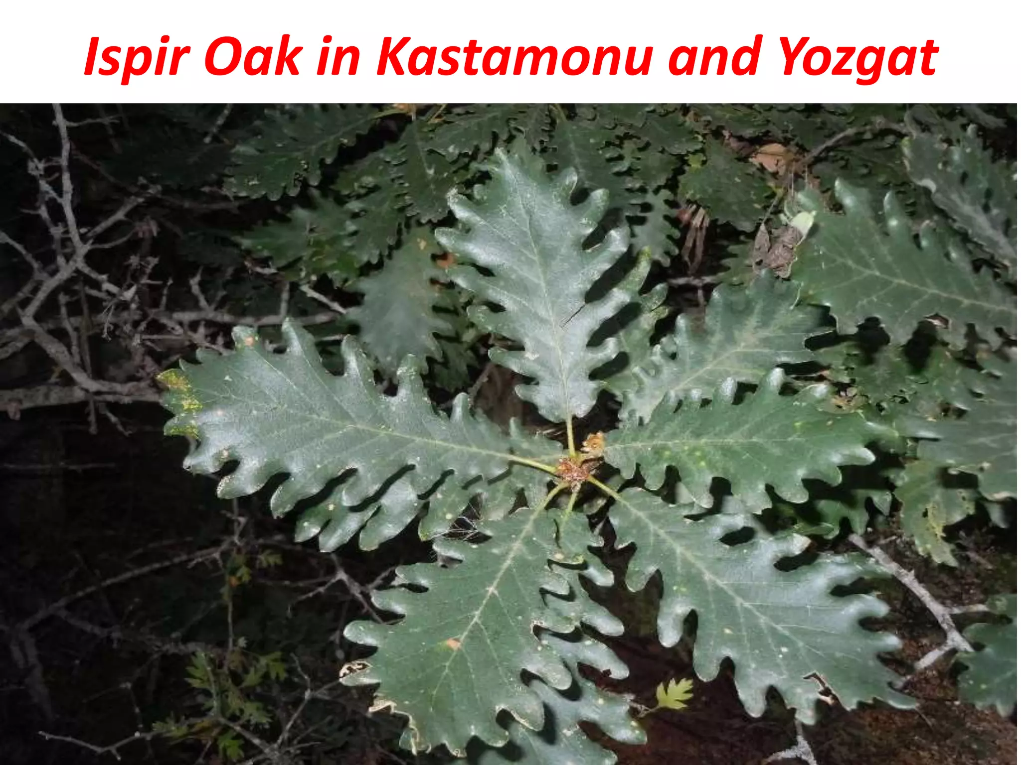 Ispir Oak in Kastamonu and Yozgat
 