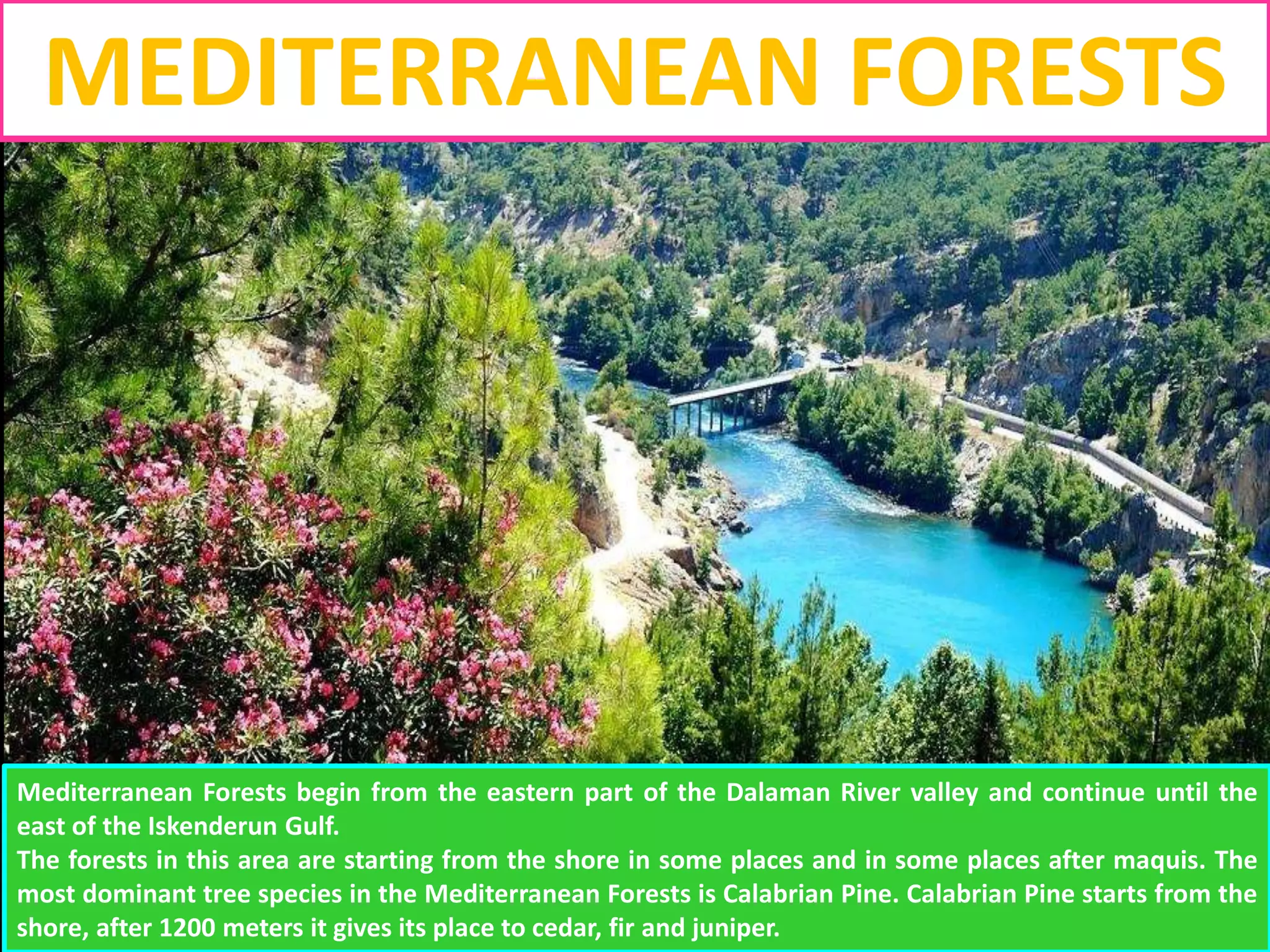 MEDITERRANEAN FORESTS
Mediterranean Forests begin from the eastern part of the Dalaman River valley and continue until the
east of the Iskenderun Gulf.
The forests in this area are starting from the shore in some places and in some places after maquis. The
most dominant tree species in the Mediterranean Forests is Calabrian Pine. Calabrian Pine starts from the
shore, after 1200 meters it gives its place to cedar, fir and juniper.
 
