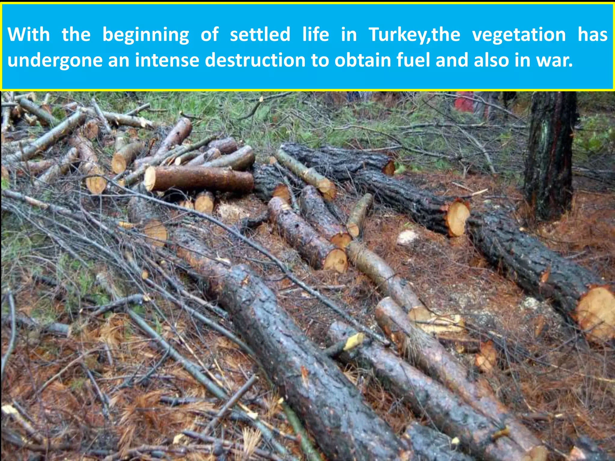 With the beginning of settled life in Turkey,the vegetation has
undergone an intense destruction to obtain fuel and also in war.
 