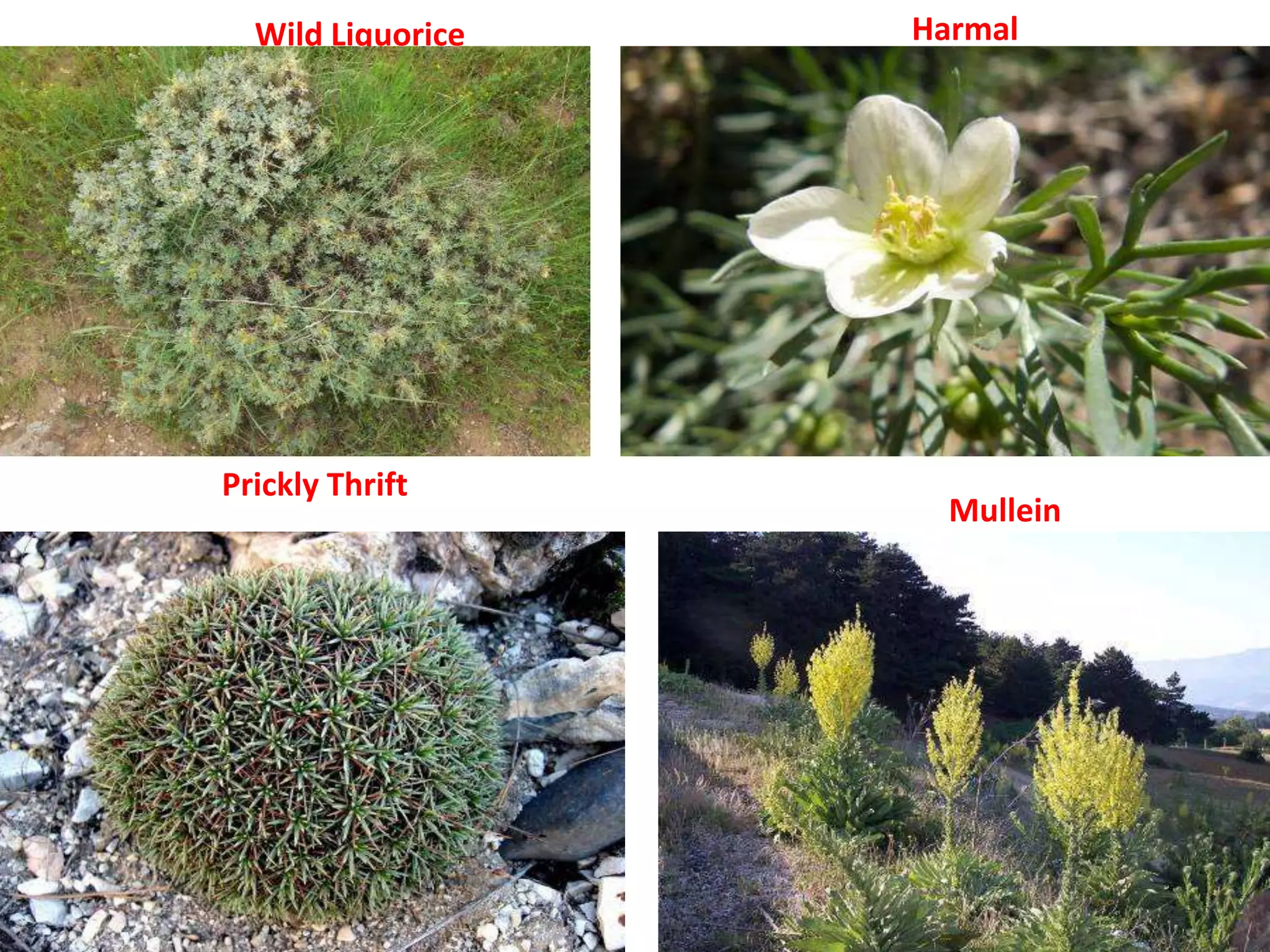 Wild Liquorice Harmal
Prickly Thrift
Mullein
 