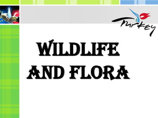 WILDLIFE
AND FLORA
 