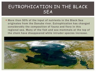 EUTROPHICATION IN THE BLACK
             SEA
 More than 50% of the input of nutrients in the Black Sea
  originates from the Danube river. Eutrophication has changed
  considerably the composition of fauna and flora in this
  regional sea. Many of the fish and sea mammals at the top of
  the chain have disappeared while intruder species increase.
 