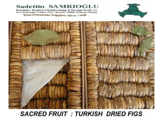 SACRED FRUIT  : TURKISH  DRIED FIGS   