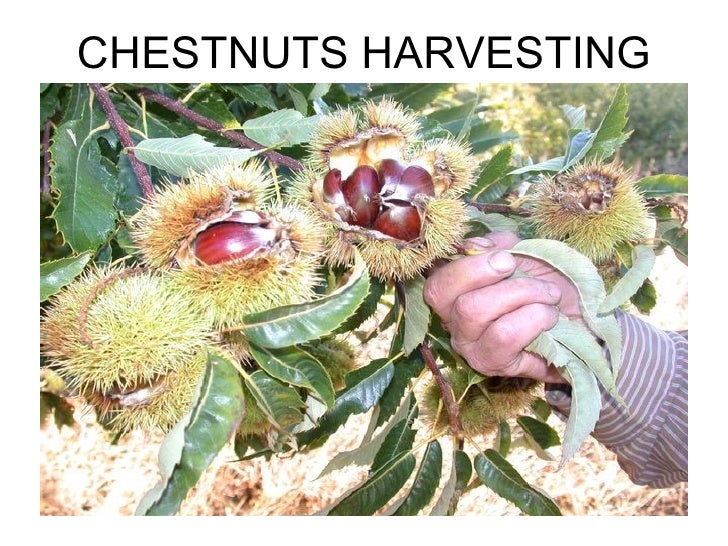 Turkish Marrons Chestnuts Processing Stages