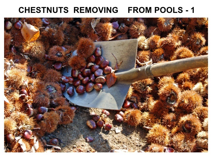 Turkish Marrons Chestnuts Processing Stages