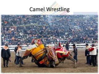Camel Wrestling
 