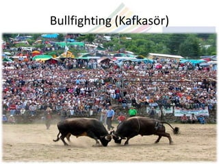 Bullfighting (Kafkasör)
 