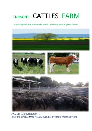   TURKONT    CATTLES  FARM<br />       Exporting Livestock arround the World    Breeding and Slaughter Animals<br />LIVESTOCK  ANGUS,HOLSTEIN    .  HEREFORD,JERSEY,SIMMENTAL,LIMOUSINE,MONTOFON  AND THE OTHERS<br />Usa ,Brezilya,Arjantine,Uruguay,Australidan Besilik,Damızlık,Kasaplık Buzağılar  Kurbanlık Küçük Baş ve Büyük Baş Hayvanların satışı<br />USA dan  JERSEY Gebe Düvelerin Satışı ve Temini.<br />AMERIKA  DAN GEBE DUVE HOLSTAYIN  VE  JERSEY   GETIRIYORUZ.<br /> EYLUL  EKIM AYLARINDA  GETIRECEGIMIZ GEBE DUVELER ICIN <br />BASVURUNUZ  EN AZ 250 ADET OLMAK UZERE  500-1000-3000 GIBI SIPARISLERINIZI ALIYORUZ.<br />HOLSTAYINLAR 1.SINIF YUKSEK KALITE VE VERIMLILIGI OLAN  BIR  IRKTIR. BU DUVELERIN SERTIFIKALARI,SAGLIK VE ONAY BELGELERI MEVCUTTUR.<br />DUVELERIN SECIMI ,KARANTINAYA ALINMASI  VE YUKLENMESI ASAMASINDA  SAHSINIZ VEYA FIRMANIZIN GOREVLENDIRDIGI KISILER DE BIZIM EKIPLE BERABER AMERIKADA BULUNABILIRLER.<br />MALBEDELI ,SIGORTASI VE NAKLIYATI DAHIL OLARAK TURKIYENIN HERHANGI BIR LIMANINA CIF FIYAT OLARAK TESLIMATINI YAPIYORUZ.<br />TURKONT CANLI HAYVAN  ITHALATI ,TEDARIGI  VE NAKLIYATI<br />TURKONT  LIVESTOCK SHIPPING AND TRADING<br />YURTDISINDAKI   HAZIRLANMIŞ MALLARINIZA UCAK VE GEMI  TEDARIGI <br />CANLI  HAYVAN  ITHALATI  VE  GEMI  NAKLIYATI  <br />EXPORT/IMPORT CATTLES AND SHEEPS<br />WE HAVE LIVESTOCK   VESSELS   ALWAYS AFLOOT<br />WE ARE SHIPPING   ANY KIND OF  ANIMALS<br />Pregnant Heifers, calfs Hereford Holstein,Angus,Jersey,Simmental,mantofon ,Sheep Merino and the others from Uruguay,Brezile,Arjantine,USA ,Avustralia ,Continent , Africa ,Black sea Countries  To Turkey's West,South Med ports<br />We can  continue   Consecutive  voyage  or  long time contract<br />AMERIKA ,BREZILYA, URUGUAY , AVUSTRALYA DAN CANLI <br />HAYVAN  ITHAL EDIYORUZ.<br /> YOU CAN TAKE  CARGO  FROM OUR<br />GRAND  FOLDER  PORTAL IF YOU HAVE  LIVESTOCK  VESSEL    <br />Dont Hesitate to contact :<br />http://www.turkont.com<br />E-mail: info@turkont.com <br />Phones: 902165674420  902165673228 902165671019  Mob.905327653318 <br />Skype:turkont<br />TURKONT     SHIPPING AND LIVESTOCK  TR.INC<br />Faydalı Linkler<br />http://www.ankara-tarim.gov.tr/linkler.asp<br />