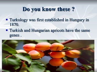 Do you know these ? Turkology was first established in Hungary in 1870. Turkish and Hungarian apricots have the same  genes . 