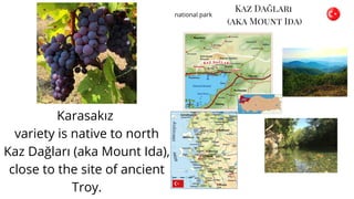 Karasakız
variety is native to north
Kaz Dağları (aka Mount Ida),
close to the site of ancient
Troy.
 