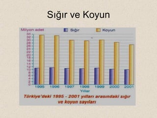Sığır ve Koyun 