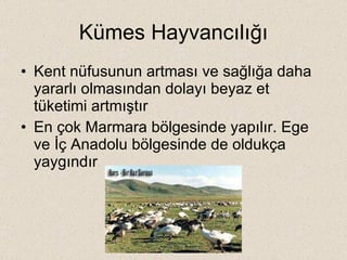 Kümes Hayvancılığı Kent nüfusunun artması ve sağlığa daha yararlı olmasından dolayı beyaz et tüketimi artmıştır En çok Marmara bölgesinde yapılır. Ege ve İç Anadolu bölgesinde de oldukça yaygındır 