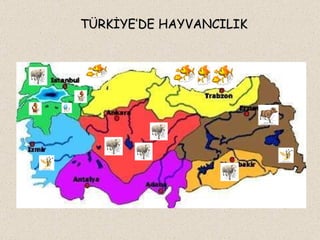 TÜRKİYE’DE HAYVANCILIK 