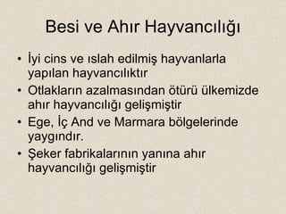 Besi ve Ahır Hayvancılığı İyi cins ve ıslah edilmiş hayvanlarla yapılan hayvancılıktır Otlakların azalmasından ötürü ülkemizde ahır hayvancılığı gelişmiştir Ege, İç And ve Marmara bölgelerinde yaygındır. Şeker fabrikalarının yanına ahır hayvancılığı gelişmiştir 