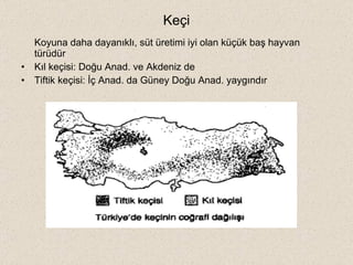 Keçi Koyuna daha dayanıklı, süt üretimi iyi olan küçük baş hayvan türüdür Kıl keçisi: Doğu Anad. ve Akdeniz de  Tiftik keçisi: İç Anad. da Güney Doğu Anad. yaygındır 