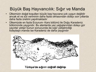 Büyük Baş Hayvancılık: Sığır ve Manda  Ülkemizin doğal koşulları büyük baş hayvana çok uygun değildir ancak et ve süt veriminin daha fazla olmasından dolayı son yıllarda daha fazla üretimi yapılmaktadır Ülkemizde en fazla Erzurum- Kars bölümü ile Doğu Karadeniz bölümünde yaygındır. Bu alanlarda yaz yağışlarından dolayı gür çayırlar yetişir bunun sonucunda da sığır yetiştiriciliği kolaylaşır.manda ise Karadeniz de daha yaygındır 