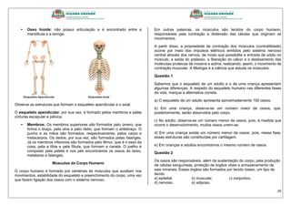 20
 Osso hioide: não possui articulação e é encontrado entre a
mandíbula e a laringe.
Observe as estruturas que formam o esqueleto apendicular e o axial.
O esqueleto apendicular, por sua vez, é formado pelos membros e pelas
cinturas escapular e pélvica.
 Membros: Os membros superiores são formados pelo úmero, que
forma o braço, pela ulna e pelo rádio, que formam o antebraço. O
punho e as mãos são formados, respectivamente, pelos carpo e
metacarpos. Os dedos, por sua vez, são formados pelas falanges.
Já os membros inferiores são formados pelo fêmur, que é o osso da
coxa, pela a tíbia e pela fíbula, que formam a canela. O joelho é
composto pela patela e nos pés encontramos os ossos do tarso,
metatarso e falanges.
Músculos do Corpo Humano
O corpo humano é formado por centenas de músculos que auxiliam nos
movimentos, estabilidade do esqueleto e preenchimento do corpo, uma vez
que fazem ligação dos ossos com o sistema nervoso.
Em outras palavras, os músculos são tecidos do corpo humano,
responsáveis pela contração e distensão das células que originam os
movimentos.
A partir disso, a propriedade de contração dos músculos (contratilidade)
ocorre por meio dos impulsos elétricos emitidos pelo sistema nervoso
central através dos nervos, de modo que possibilita a entrada de sódio no
músculo, a saída do potássio, a liberação do cálcio e o deslizamento das
moléculas proteicas de miosina e actina, realizando, assim, o movimento de
contração muscular. A Miologia é a ciência que estuda os músculos.
Questão 1
Sabemos que o esqueleto de um adulto e o de uma criança apresentam
algumas diferenças. A respeito do esqueleto humano nas diferentes fases
da vida, marque a alternativa correta.
a) O esqueleto de um adulto apresenta aproximadamente 150 ossos.
b) Em uma criança, observa-se um número maior de ossos, que,
posteriormente, serão absorvidos pelo corpo.
c) No adulto, observa-se um número menor de ossos, pois, à medida que
ocorre o desenvolvimento, muitos ossos unem-se.
d) Em uma criança existe um número menor de ossos, pois, nessa fase,
essas estruturas são constituídas por cartilagem.
e) Em crianças e adultos encontramos o mesmo número de ossos.
Questão 2
Os ossos são responsáveis, além da sustentação do corpo, pela produção
de células sanguíneas, proteção de órgãos vitais e armazenamento de
sais minerais. Esses órgãos são formados por tecido ósseo, um tipo de
tecido
a) epitelial. b) muscular. c) conjuntivo.
d) nervoso. e) adiposo.
 