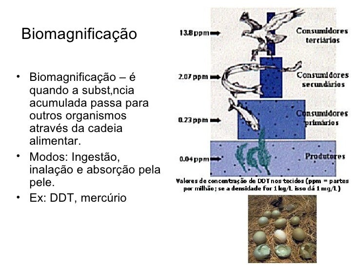 Qual A Diferença Entre Bioacumulação E Biomagnificação