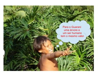 Para o Guarani
   uma árvore e
  um ser humano
tem o mesmo valor.
 