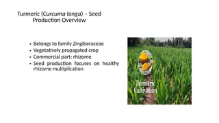 Production Technology in Turmeric Crop.pptx