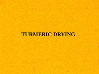 TURMERIC DRYING
 