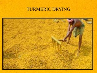 TURMERIC DRYING
 
