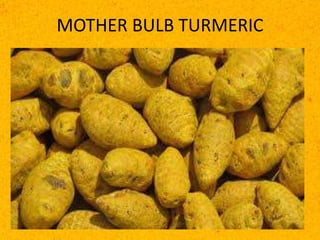 MOTHER BULB TURMERIC
 