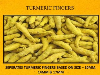 TURMERIC FINGERS
SEPERATES TURMERIC FINGERS BASED ON SIZE – 10MM,
14MM & 17MM
 