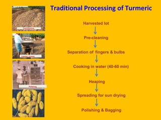 TURMERIC COOKING
Polishing
Fresh Rhizomes
Harvested lot
Pre-cleaning
Separation of fingers & bulbs
Cooking in water (40-60 min)
Heaping
Spreading for sun drying
Polishing & Bagging
Traditional Processing of Turmeric
 