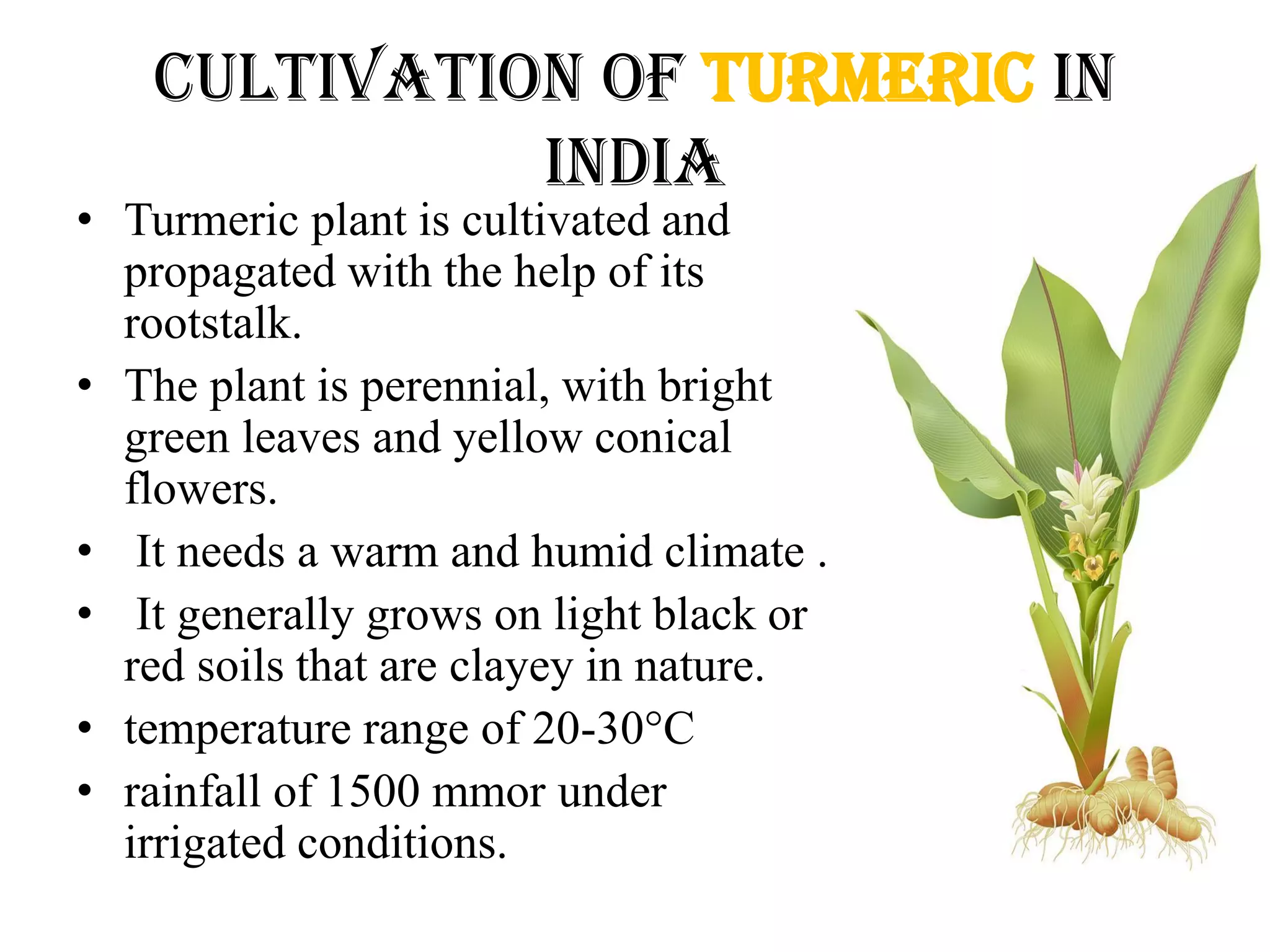 Cultivation of turmeric in
India
• Turmeric plant is cultivated and
propagated with the help of its
rootstalk.
• The plant is perennial, with bright
green leaves and yellow conical
flowers.
• It needs a warm and humid climate .
• It generally grows on light black or
red soils that are clayey in nature.
• temperature range of 20-30°C
• rainfall of 1500 mmor under
irrigated conditions.
 