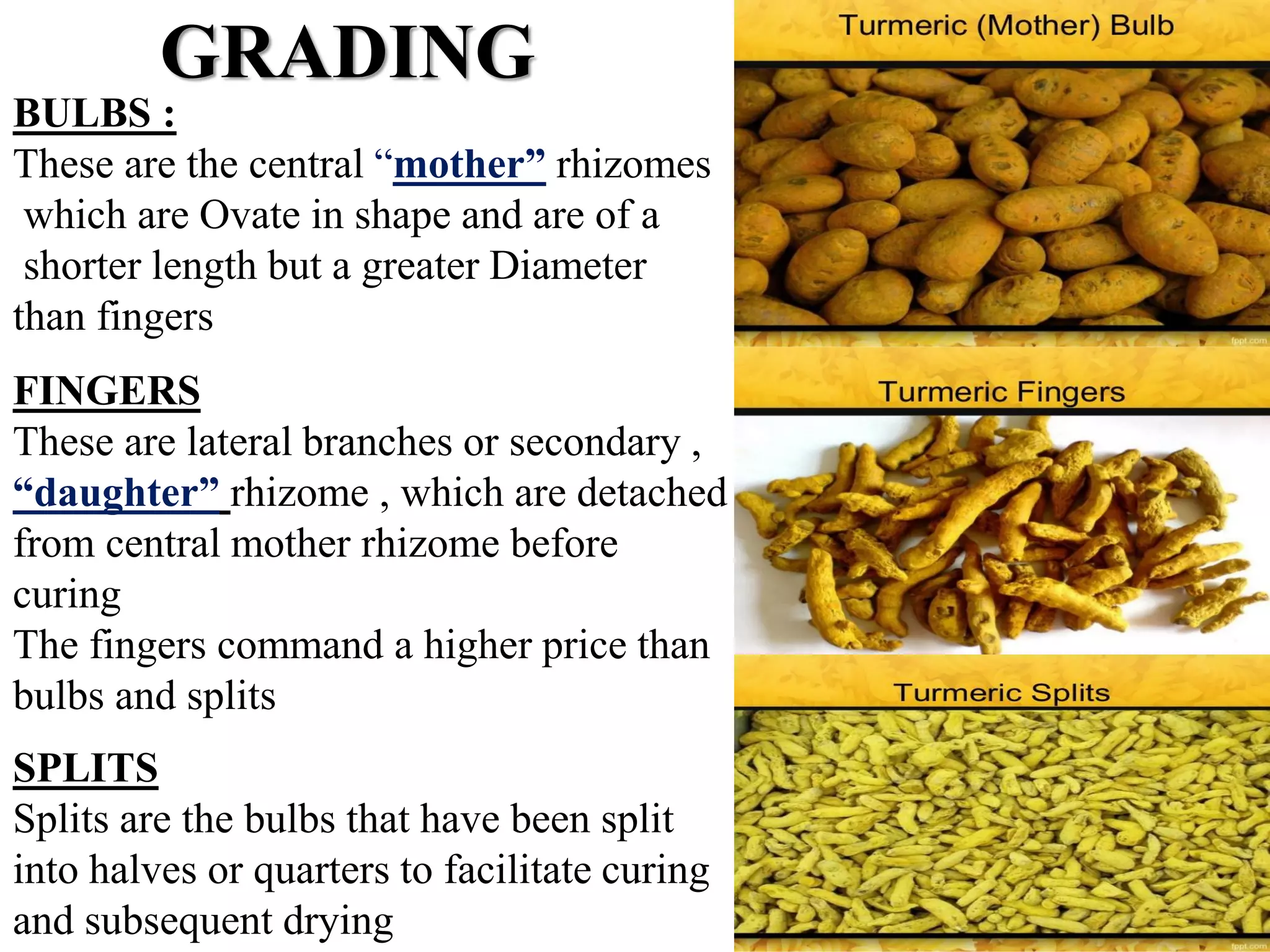 GRADING
BULBS :
These are the central “mother” rhizomes
which are Ovate in shape and are of a
shorter length but a greater Diameter
than fingers
FINGERS
These are lateral branches or secondary ,
“daughter” rhizome , which are detached
from central mother rhizome before
curing
The fingers command a higher price than
bulbs and splits
SPLITS
Splits are the bulbs that have been split
into halves or quarters to facilitate curing
and subsequent drying
 