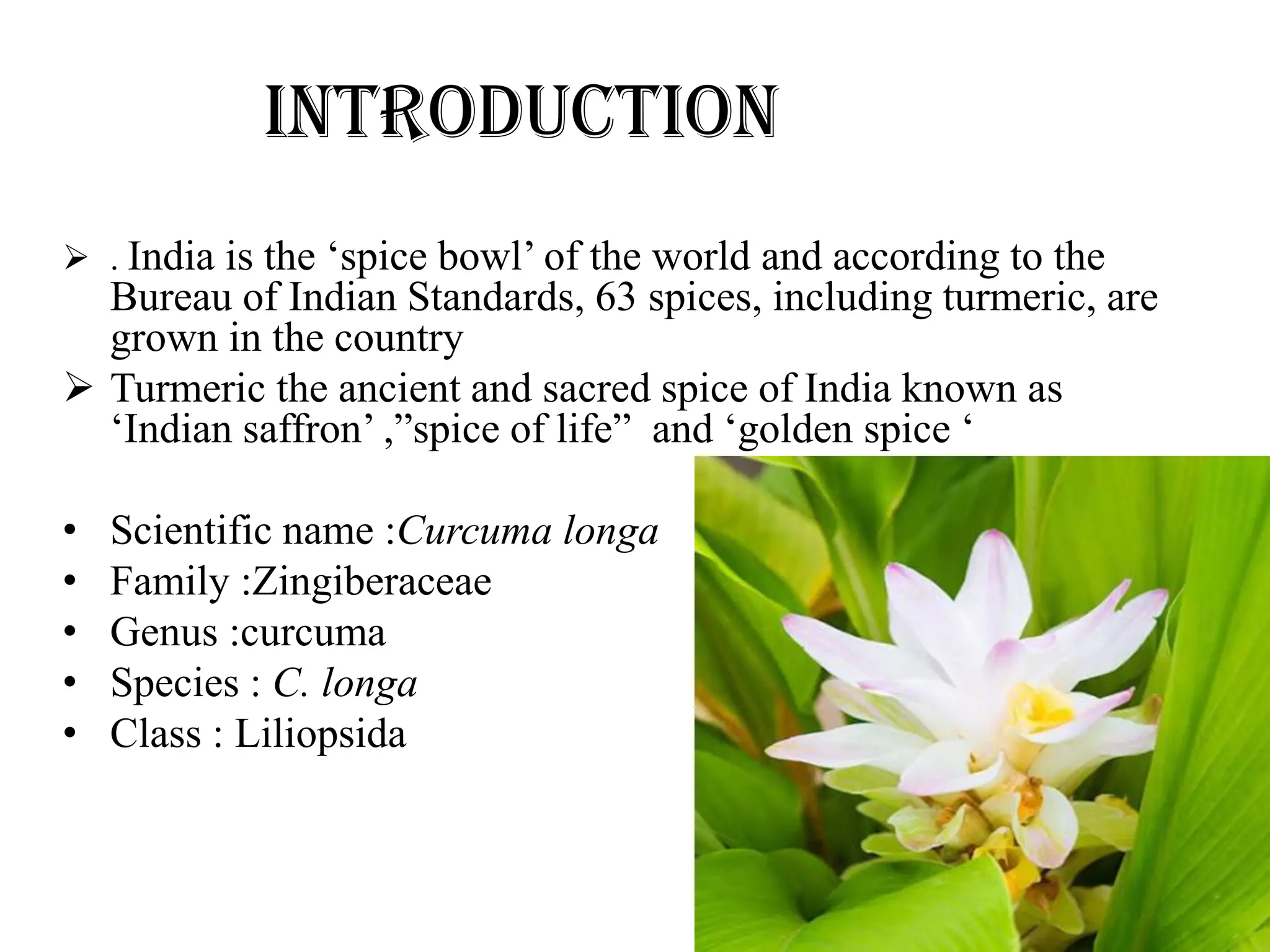 INTRODUCTION
 . India is the ‘spice bowl’ of the world and according to the
Bureau of Indian Standards, 63 spices, including turmeric, are
grown in the country
 Turmeric the ancient and sacred spice of India known as
‘Indian saffron’ ,”spice of life” and ‘golden spice ‘
• Scientific name :Curcuma longa
• Family :Zingiberaceae
• Genus :curcuma
• Species : C. longa
• Class : Liliopsida
 