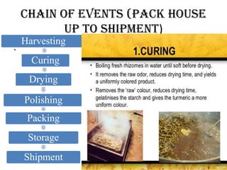 Turmeric processing and importance in bakery products | PDF