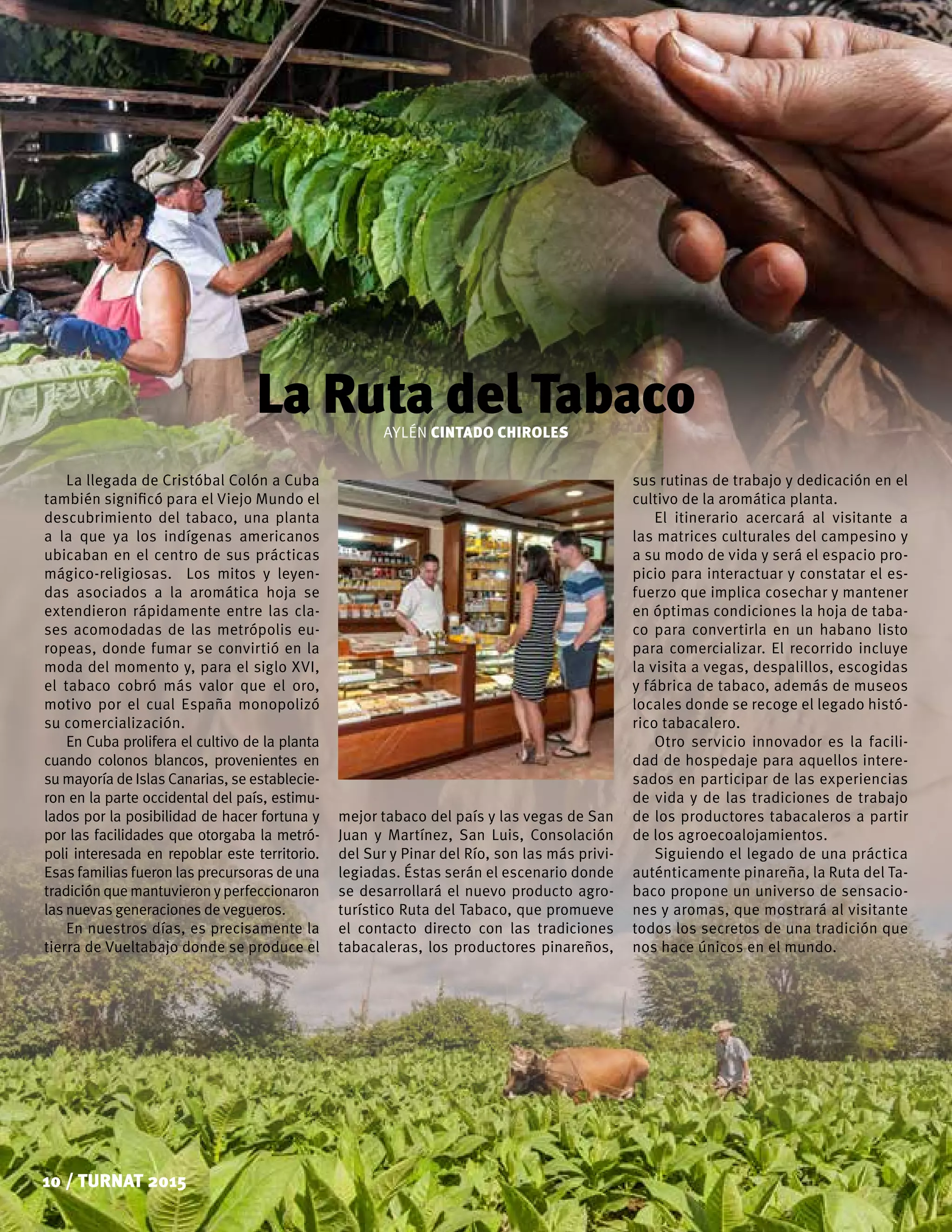 10 / TURNAT 2015
La Ruta del Tabaco
La llegada de Cristóbal Colón a Cuba
también significó para el Viejo Mundo el
descubrimiento del tabaco, una planta
a la que ya los indígenas americanos
ubicaban en el centro de sus prácticas
mágico-religiosas. Los mitos y leyen-
das asociados a la aromática hoja se
extendieron rápidamente entre las cla-
ses acomodadas de las metrópolis eu-
ropeas, donde fumar se convirtió en la
moda del momento y, para el siglo XVI,
el tabaco cobró más valor que el oro,
motivo por el cual España monopolizó
su comercialización.
En Cuba prolifera el cultivo de la planta
cuando colonos blancos, provenientes en
su mayoría de Islas Canarias, se establecie-
ron en la parte occidental del país, estimu-
lados por la posibilidad de hacer fortuna y
por las facilidades que otorgaba la metró-
poli interesada en repoblar este territorio.
Esas familias fueron las precursoras de una
tradiciónquemantuvieronyperfeccionaron
las nuevas generaciones de vegueros.
En nuestros días, es precisamente la
tierra de Vueltabajo donde se produce el
AYLÉN CINTADO CHIROLES
mejor tabaco del país y las vegas de San
Juan y Martínez, San Luis, Consolación
del Sur y Pinar del Río, son las más privi-
legiadas. Éstas serán el escenario donde
se desarrollará el nuevo producto agro-
turístico Ruta del Tabaco, que promueve
el contacto directo con las tradiciones
tabacaleras, los productores pinareños,
sus rutinas de trabajo y dedicación en el
cultivo de la aromática planta.
El itinerario acercará al visitante a
las matrices culturales del campesino y
a su modo de vida y será el espacio pro-
picio para interactuar y constatar el es-
fuerzo que implica cosechar y mantener
en óptimas condiciones la hoja de taba-
co para convertirla en un habano listo
para comercializar. El recorrido incluye
la visita a vegas, despalillos, escogidas
y fábrica de tabaco, además de museos
locales donde se recoge el legado histó-
rico tabacalero.
Otro servicio innovador es la facili-
dad de hospedaje para aquellos intere-
sados en participar de las experiencias
de vida y de las tradiciones de trabajo
de los productores tabacaleros a partir
de los agroecoalojamientos.
Siguiendo el legado de una práctica
auténticamente pinareña, la Ruta del Ta-
baco propone un universo de sensacio-
nes y aromas, que mostrará al visitante
todos los secretos de una tradición que
nos hace únicos en el mundo.
 