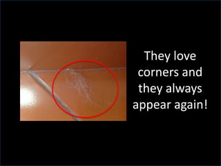 They love
corners and
they always
appear again!
 