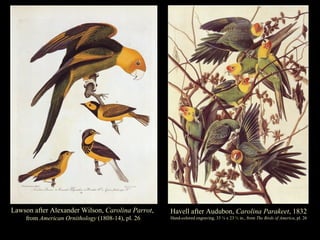 Lawson after Alexander Wilson,  Carolina Parrot ,  from  American Ornithology  (1808-14), pl. 26 Havell after Audubon,  Ca...