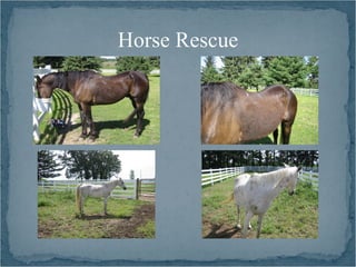 Horse Rescue
 