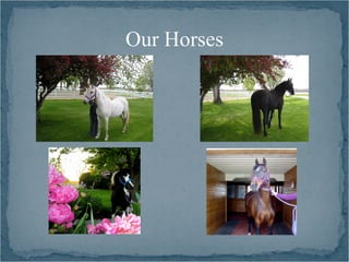 Our Horses
 