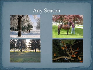 Any Season
 
