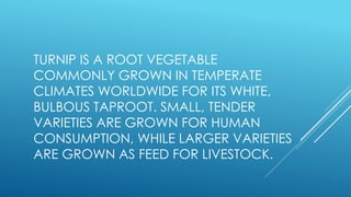 TURNIP IS A ROOT VEGETABLE
COMMONLY GROWN IN TEMPERATE
CLIMATES WORLDWIDE FOR ITS WHITE,
BULBOUS TAPROOT. SMALL, TENDER
VARIETIES ARE GROWN FOR HUMAN
CONSUMPTION, WHILE LARGER VARIETIES
ARE GROWN AS FEED FOR LIVESTOCK.
 