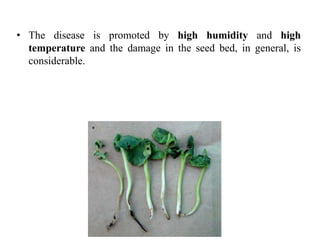 • The disease is promoted by high humidity and high
temperature and the damage in the seed bed, in general, is
considerable.
 
