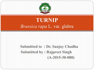 Submitted to : Dr. Sanjay Chadha
Submitted by : Rajpreet Singh
(A-2015-30-080)
TURNIP
Brassica rapa L. var. glabra
 