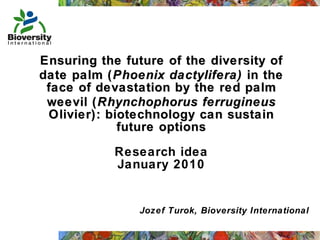 Ensuring the future of the diversity of date palm ( Phoenix dactylifera)  in the face of devastation by the red palm weevil ( Rhynchophorus ferrugineus  Olivier): biotechnology can sustain future options Research idea January 2010 Jozef Turok, Bioversity International 