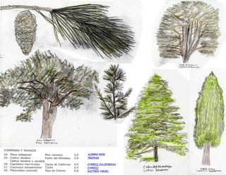 Turo Park, Barcelona - Analysis