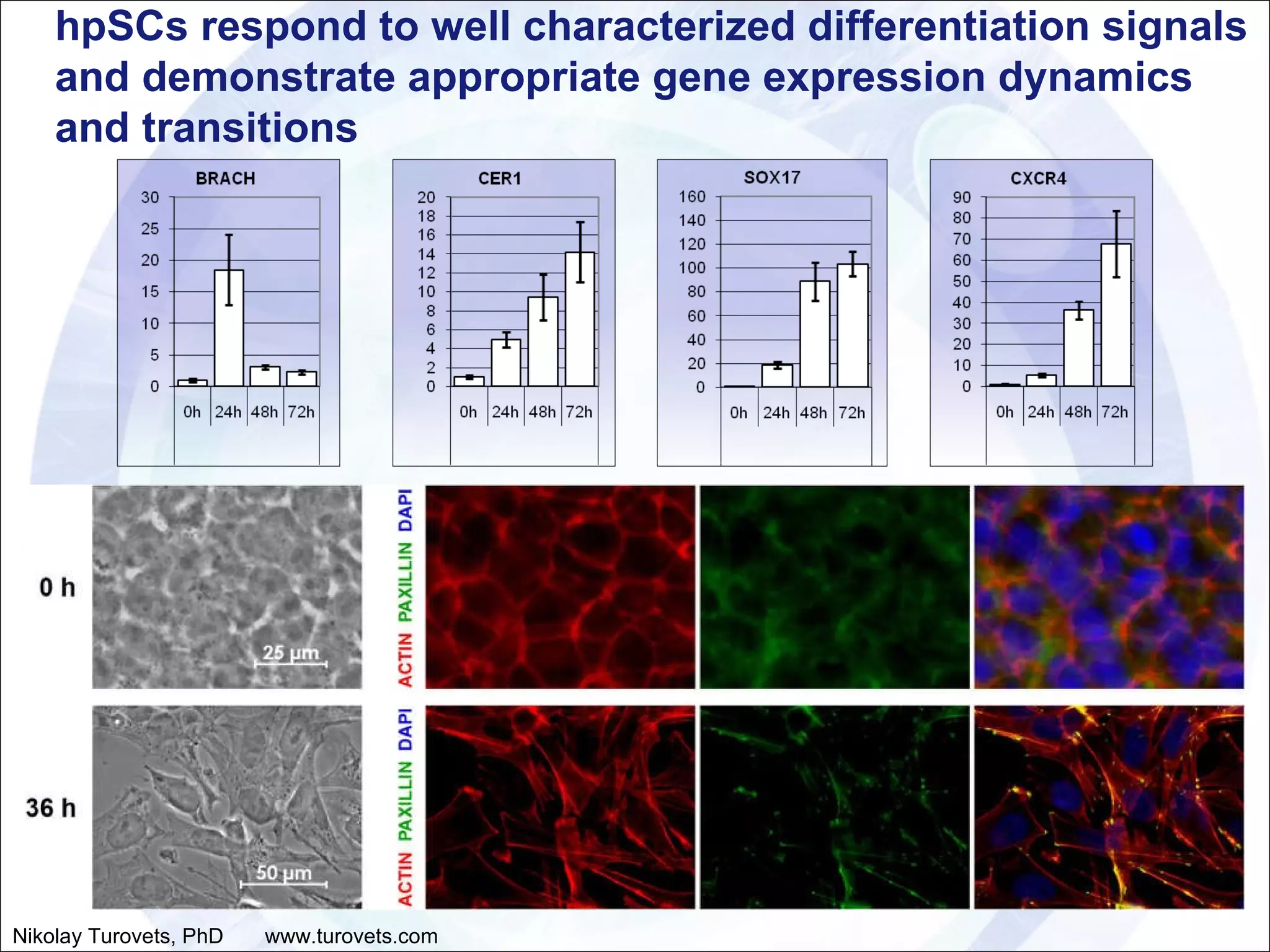hpSCs respond to well characterized differentiation signals and demonstrate appropriate gene expression dynamics and transitions Nikolay Turovets, PhD  www.turovets.com 
