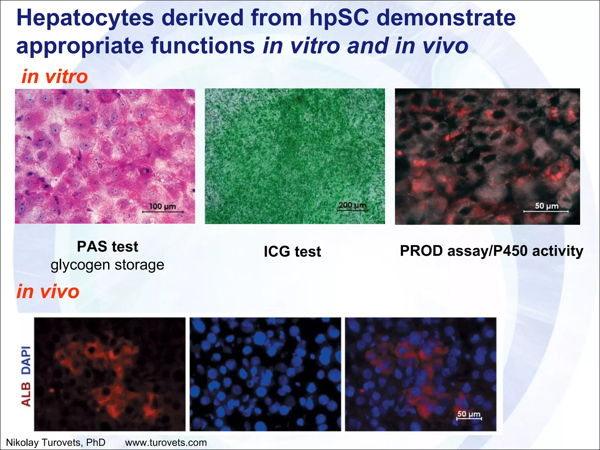 Hepatocytes derived from hpSC demonstrate appropriate functions  in vitro and in vivo ICG test PAS test glycogen storage PROD assay/P450 activity in vitro in vivo Nikolay Turovets, PhD  www.turovets.com 