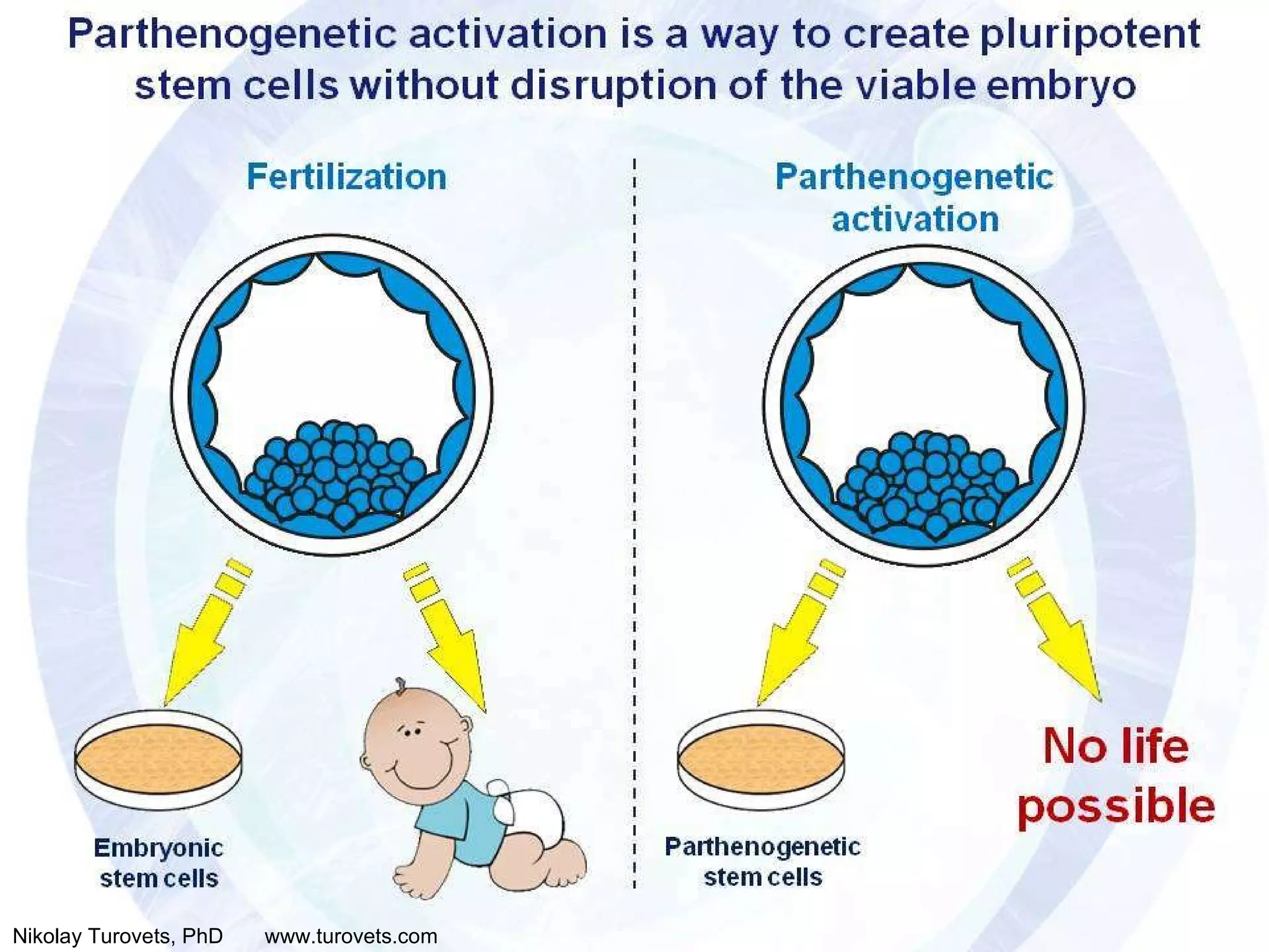 Parthenogenetic activation Parthenogenetic activation is a way to create pluripotent stem cells without disruption of the viable embryo  Fertilization No life possible  Embryonic stem cells Parthenogenetic stem cells Nikolay Turovets, PhD  www.turovets.com 