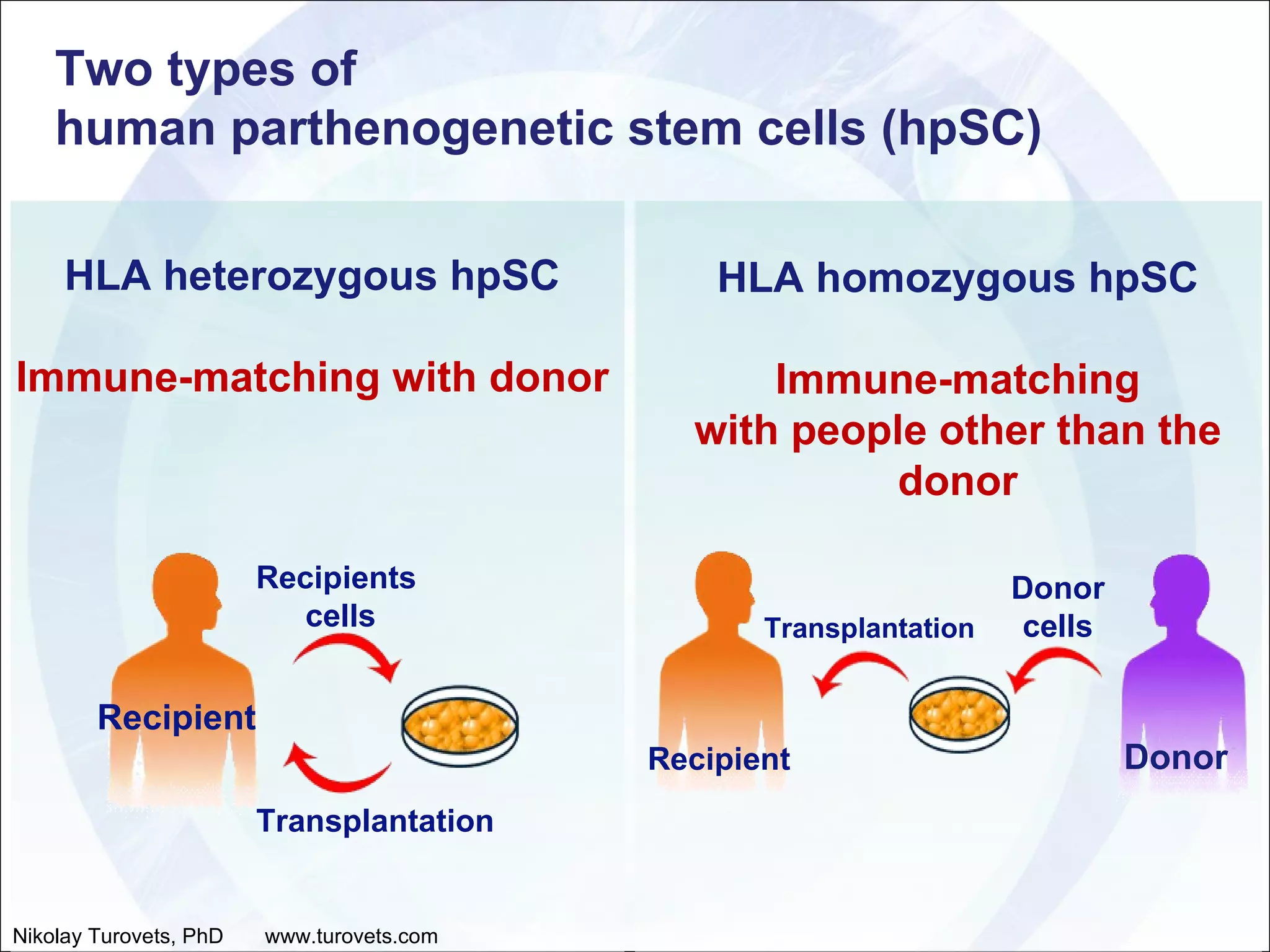 HLA heterozygous hpSC Immune-matching with donor  HLA homozygous hpSC Immune-matching with people other than the donor Two types of  human parthenogenetic stem cells (hpSC) Nikolay Turovets, PhD  www.turovets.com Recipient Transplantation Recipients  cells Recipient Donor Transplantation Donor cells 